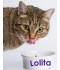 Sticker prénom gamelle chat