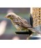 Sticker prénom mangeoire oiseau