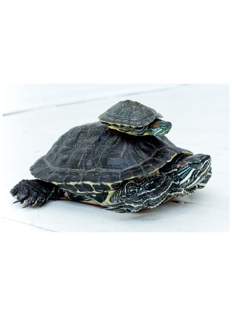Sticker prénom gamelle tortue